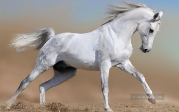 Von Fotos Realistisch Werke - Kampf Pferd grau realistisch von Foto